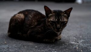 verweiste braun getiegerte katze liegend mit eingezogenen pfoten liegt auf der straße