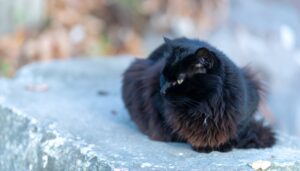 schwarze langhaarige katze sitzen mit eingezogenen pfoten befindet sich auf einem stein