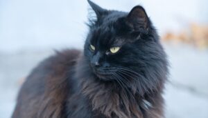 schwarze langhaarige katze mit grünen augen nahaufnahme vom katzenkopf