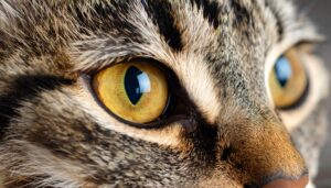 getiegerte katze mit braunen aufen nahaufnahme vom katzenkopf