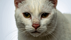weiße katze mit traurigem blick
