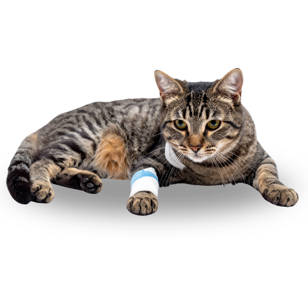 eine braun getiegerte katze liegt auf dem boden und hat eine eingebundene pfote