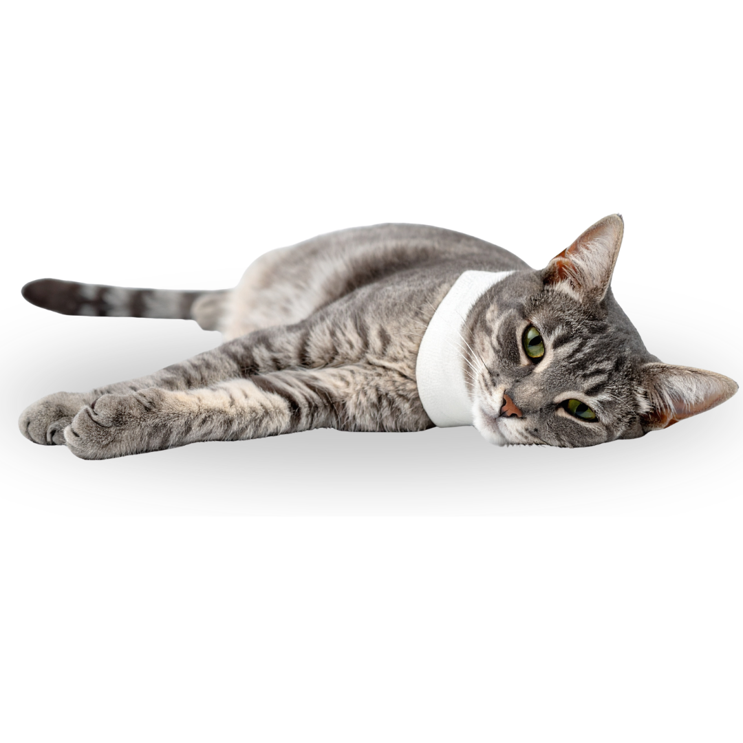 eine schwarz weiß grau getiegerte katze liegt auf dem boden und hat eine halskrause