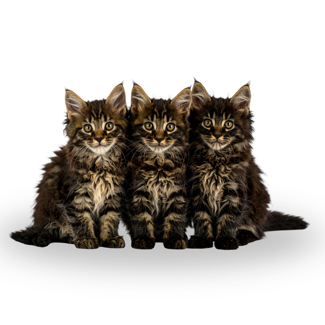 drei babykatzen nebeneinander sitzend langhaarig und getiegert