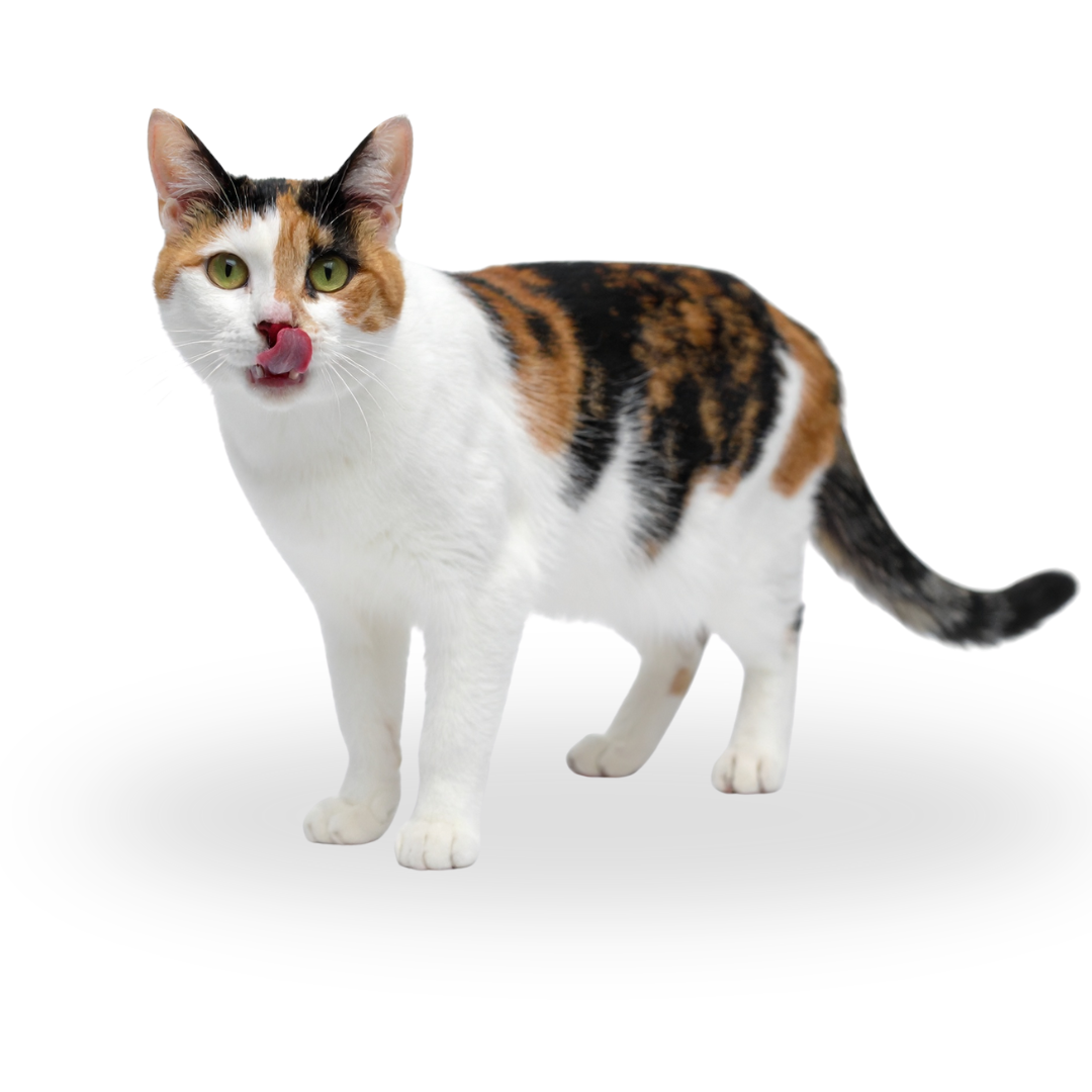 dreifarbige katze stehend leckt sich über das maul