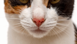 nahaufnahme eines katzenkopfes dreifarbige katze