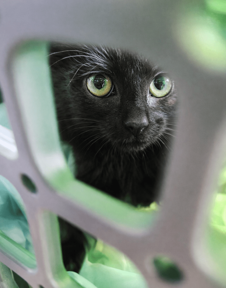 Regionaler Sponsor könnte Lebensretter werden!