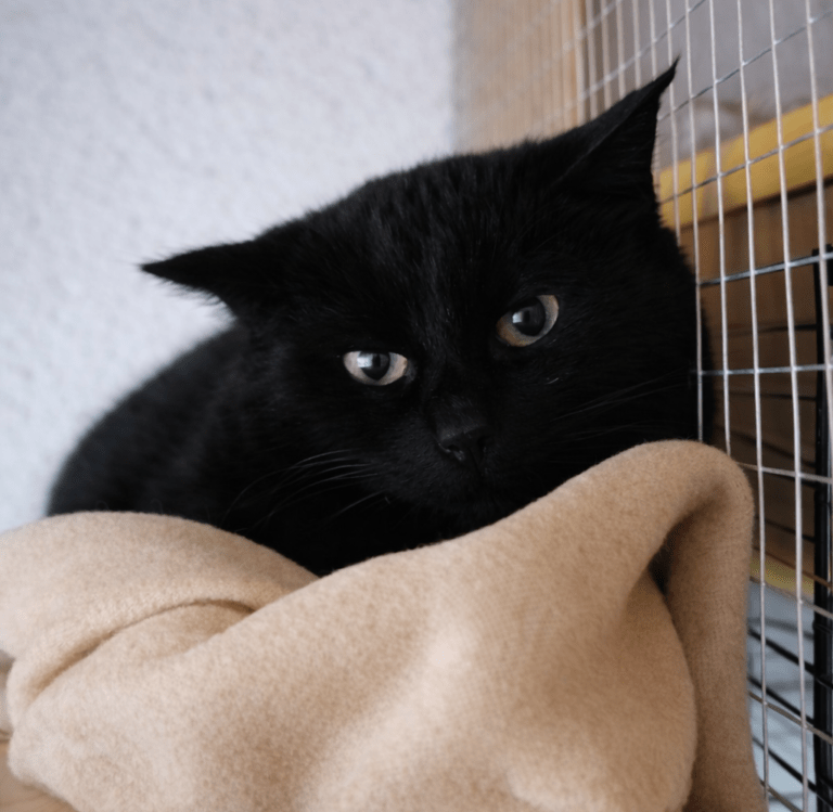 Verhaltensforschung bei Katzen