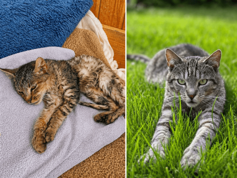 Die Geschichte hinter der Gründung der Katzenhilfe Bayerwald