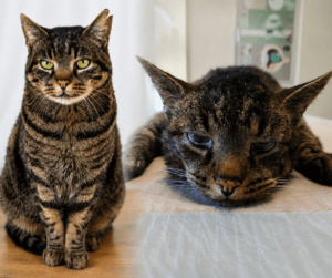 Vermisster Kater Alois vor und nach seiner Rettung: Der 13-jährige Fundkater zeigt links seinen gesunden Zustand und rechts den geschwächten Zustand nach über zwei Monaten auf Wanderschaft, bevor er von der Katzenhilfe Bayerwald versorgt und wieder mit seiner Familie vereint wurde.