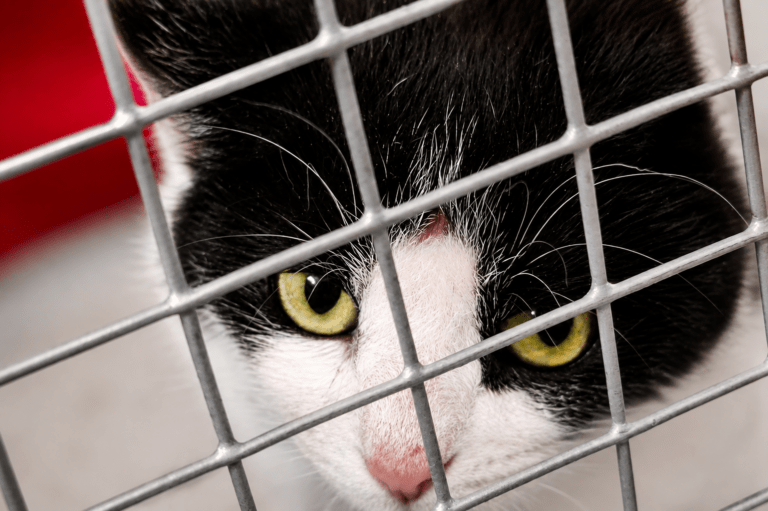 Junge Katzenmama mit drei Kitten gerettet – Fangaktion in Grafenau